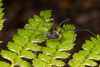Media type: image; Invertebrate Zoology 152007